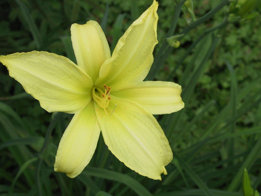 Hemerocallis Citrina Bluete.jpg